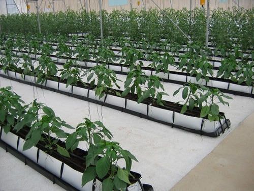 روش گاتر هیدورپونیک